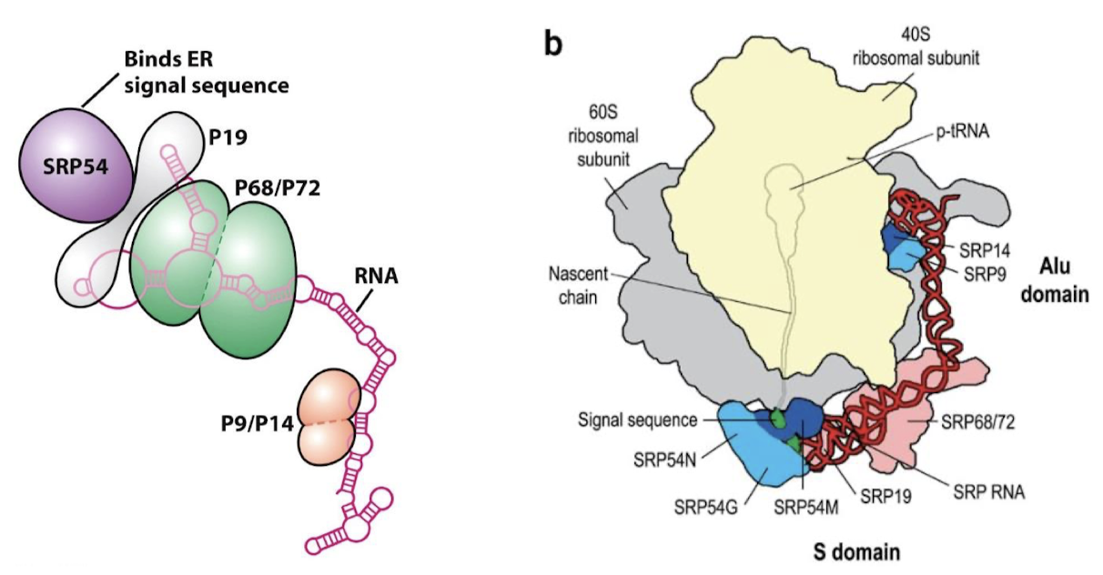 <p>A GTP-binding ribonucleoprotein with GTPase activity. It binds the signal sequence as it exits the ribosome and directs the complex to the ER. Binding of SRP to ribosome halts protein synthesis.</p>