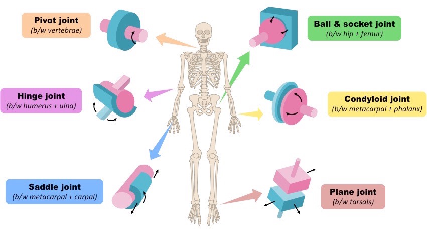 <ul><li><p>bi-axial </p></li><li><p>extension/flexion, adduction/abduction, circumduction</p></li></ul><p>location: wrist (radius to carpals) and hand (metacarpals to phalanges) </p>