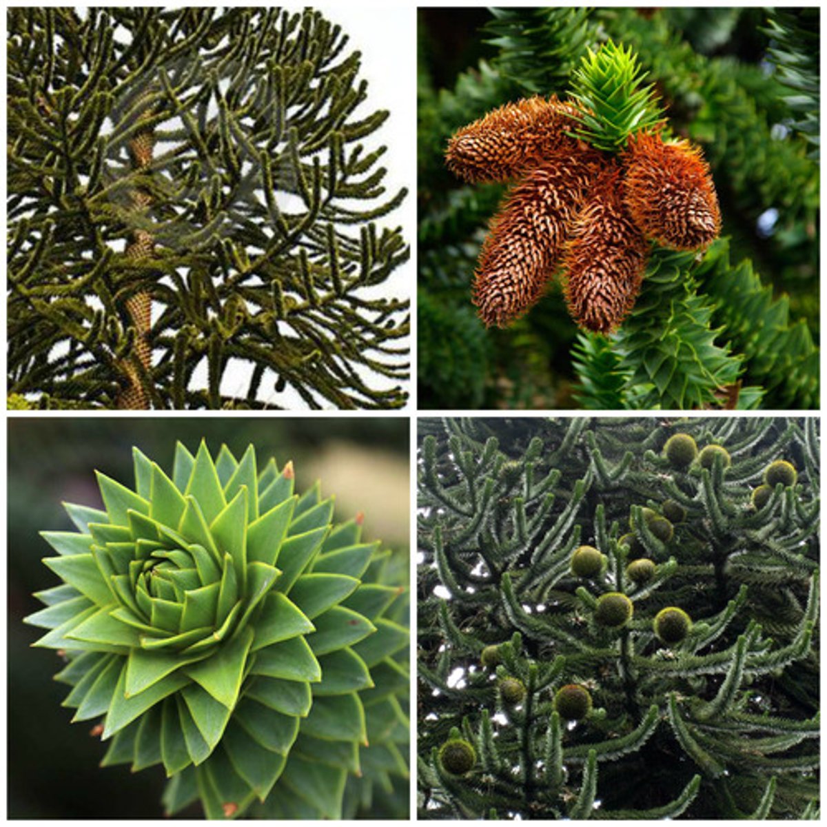 <p>- Awls: thick, sharp, spiraled, dark green, shiny.</p><p>- male cones: longer, hooked edges.</p><p>- female cones: round, fall apart at maturity, large-ish.</p>