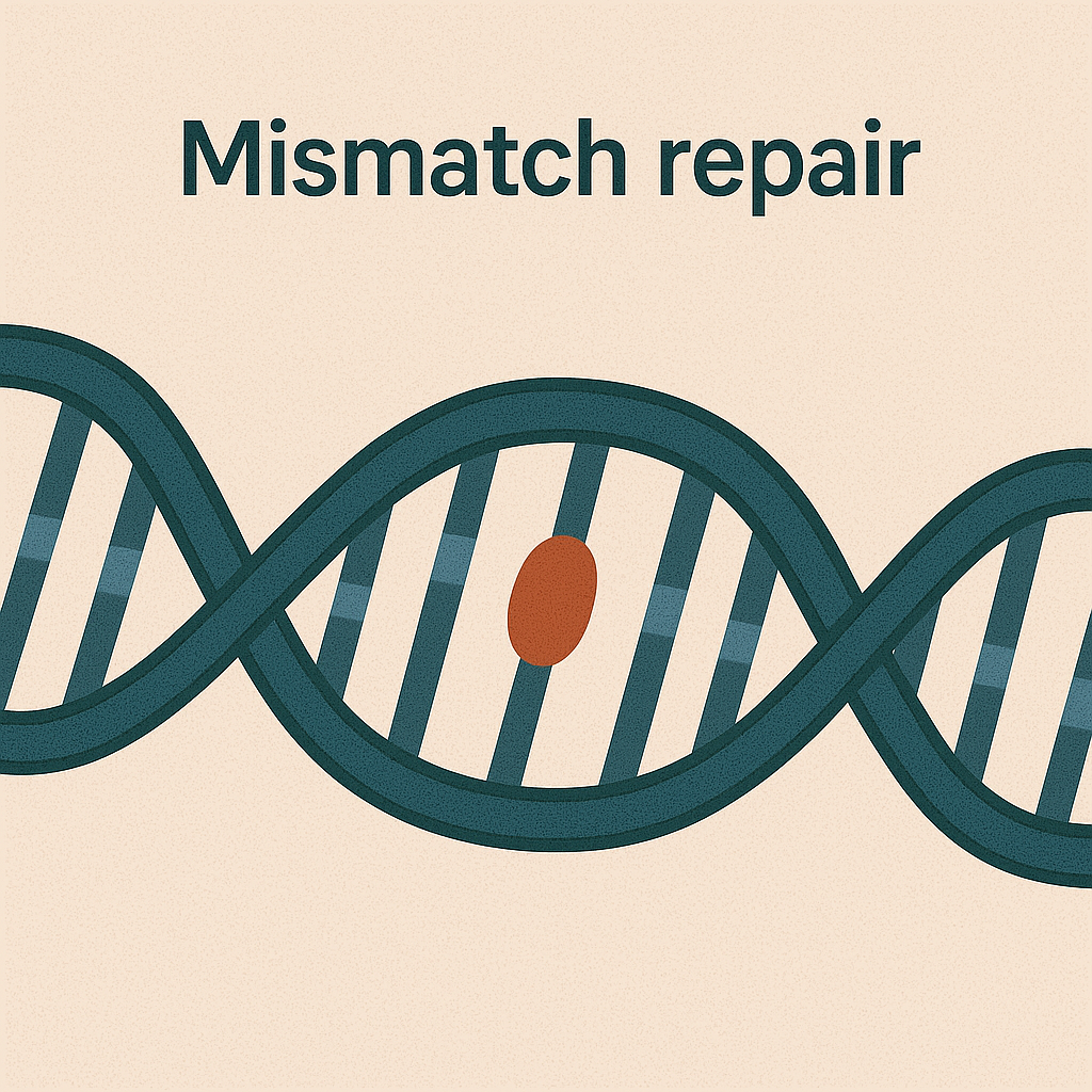 <p>Mismatch repair</p>