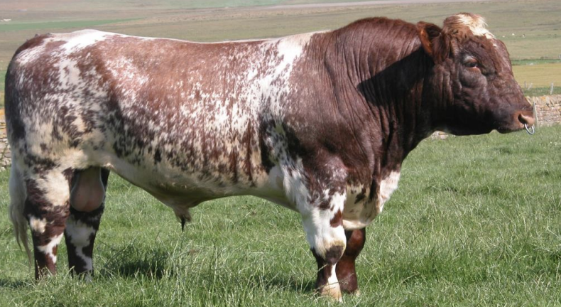 <p>what breed? </p>