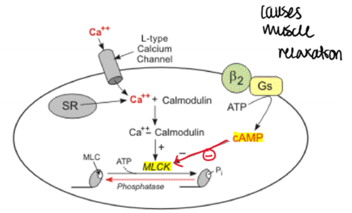 <p>tissue in which cAMP inhibits MLCK (myosin light chain kinase) which results in muscle relaxation</p>