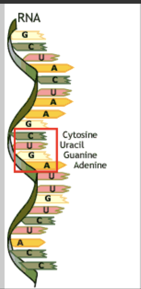 <p><span>In RNA, Uracil pairs with ______.</span></p><p><span>cytosine</span></p><p><span>adenine</span></p><p><span>guanine</span></p><p><span>thymine</span></p>