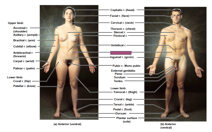<p>Based on this anterior view, what is this region?</p>