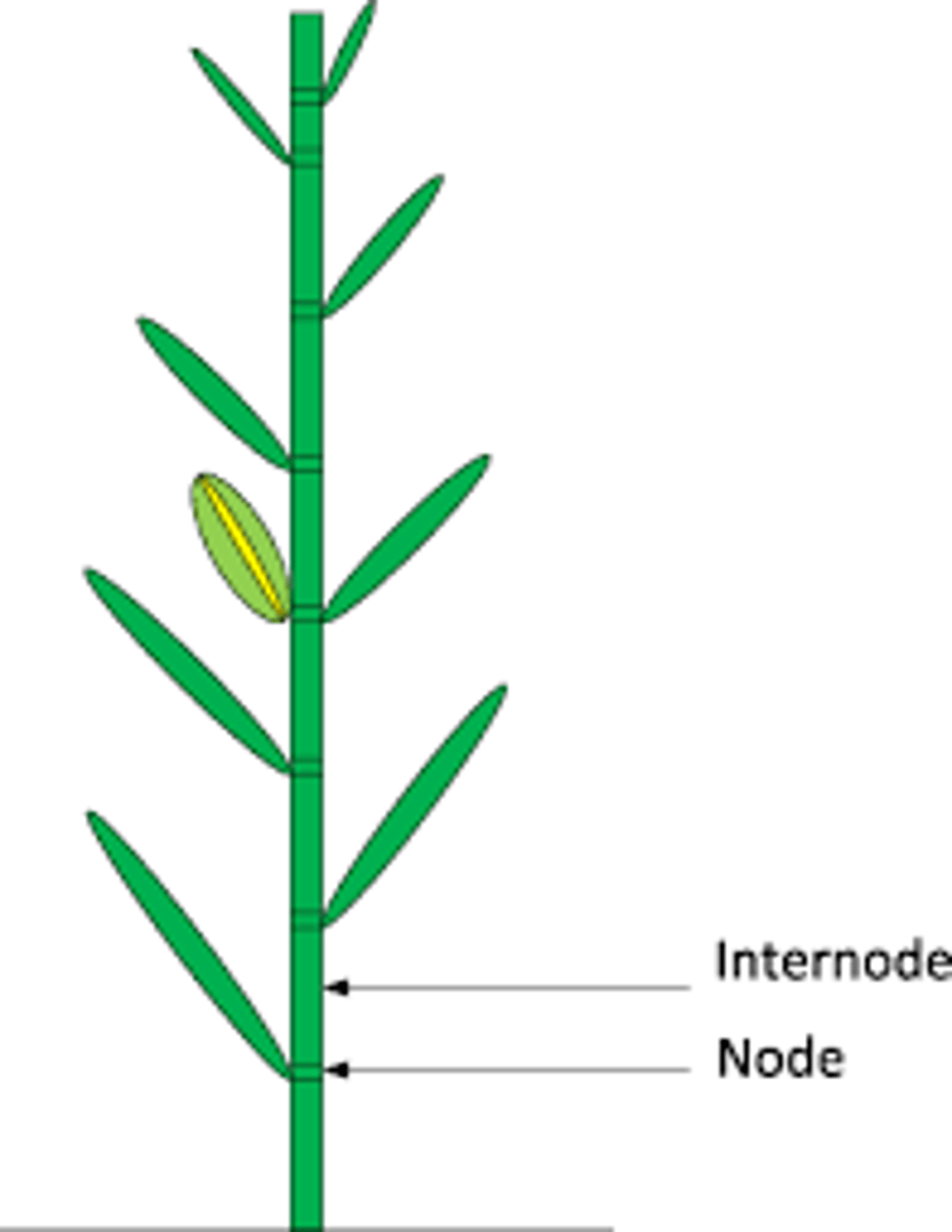 <p>part of the stem between nodes</p>