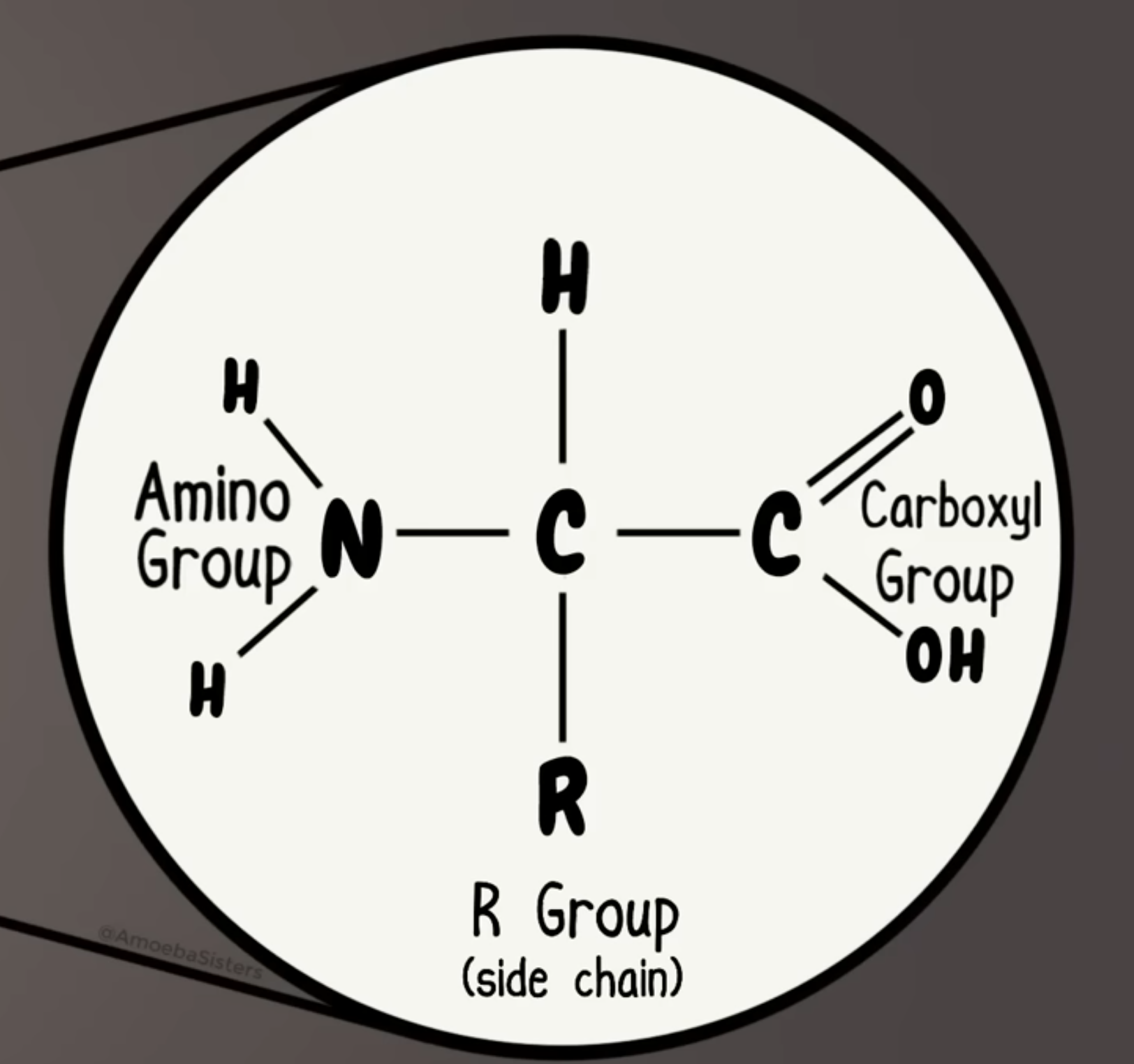 <p>Molecules that make up proteins and polypeptide chains</p>