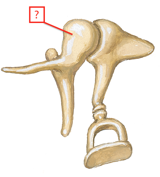 <p>Name the auditory ossicle.</p>