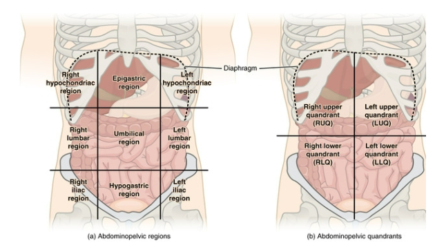 <p>Right Upper Quadrant of the Abdominopelvic Regions</p>