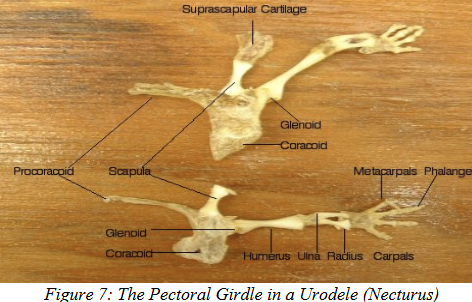 <ul><li><p>Pectoral girdle similar to primitive fishes but with key changes:</p><ul><li><p><strong>Lost</strong>: postemporal.</p></li><li><p><strong>Gained</strong>: interclavicle (a singular midventral bone). MEMBRANE BONE</p></li><li><p><u>Early amphibians:</u></p><ul><li><p><strong>Dermal bones</strong>: Cleithrum, Clavicle, Interclavicle.</p></li><li><p><strong>Endochondral bones</strong>: Scapula, Coracoid.</p></li></ul></li></ul></li><li><p>Later tetrapods that went on land: supracleithrum also lost.</p></li></ul><p></p>