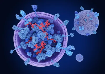 <p>Vesicles (little taxi of the cell)</p>