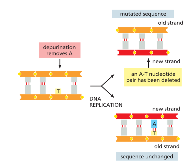 <p>does not break the DNA phosphodiester backbone but <strong>removes a purine base from a nucleotide</strong>, and it gives rise to lesions that resemble missing teeth </p><ul><li><p>leaves an empty sugar-P behind</p></li></ul><p></p>