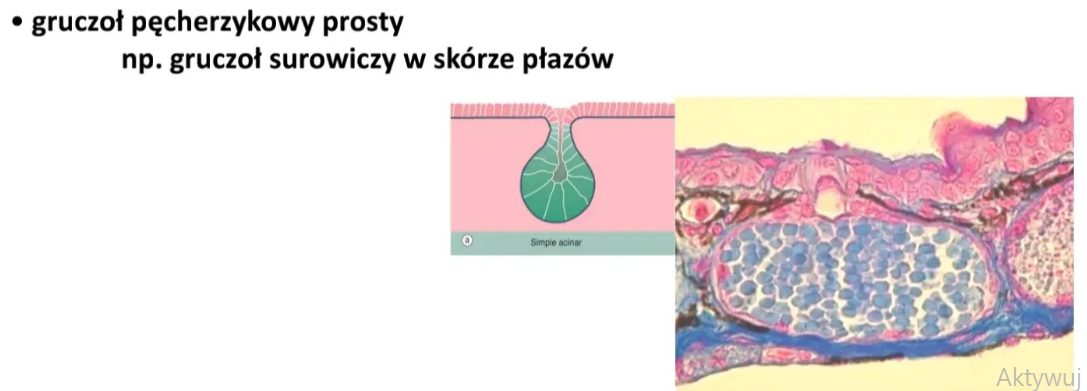 <p>Pęcherzykowy odcinek wydzielniczy z pojedynczym przewodem</p>