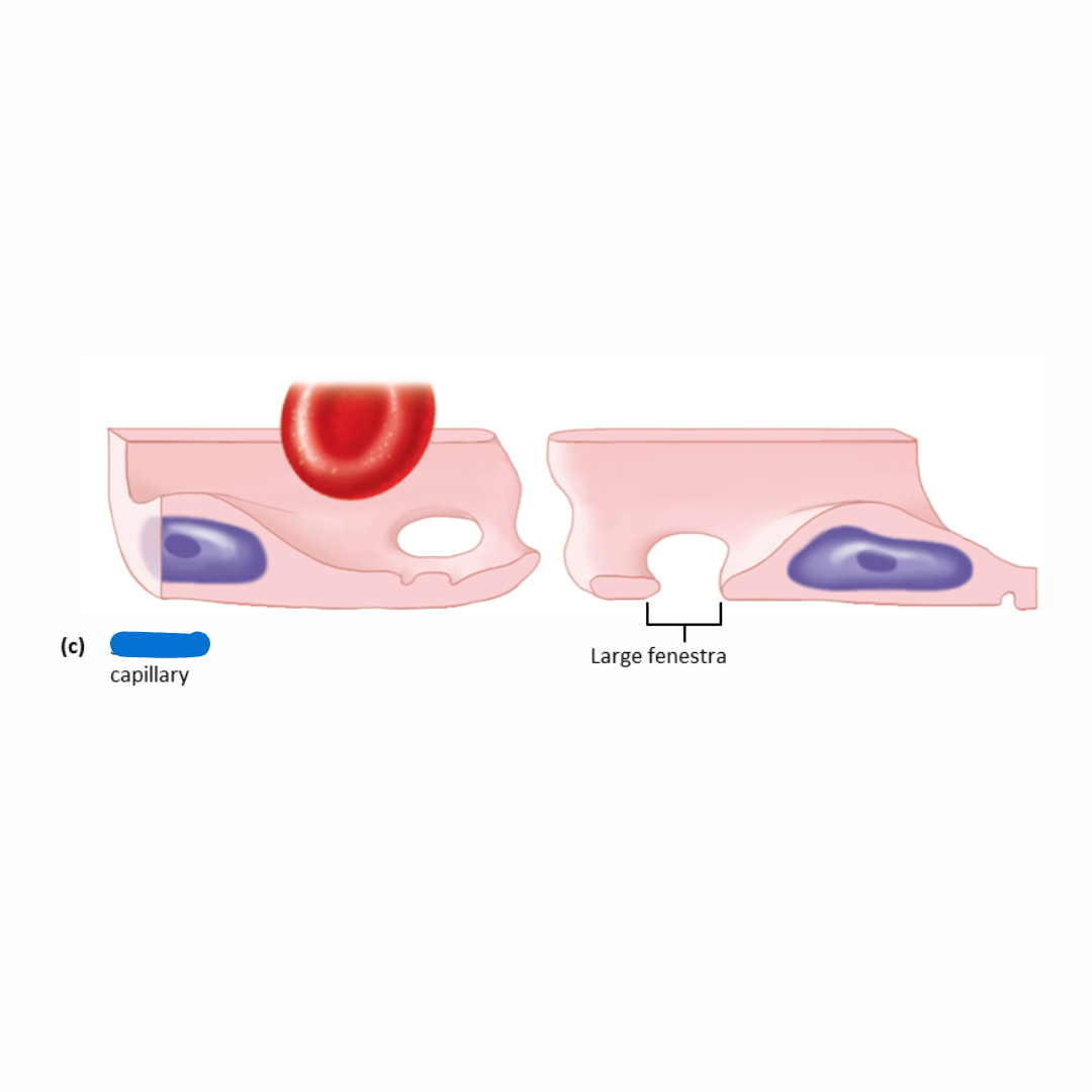 <p>larger capillaries with large fenestrations that allow molecules or whole cells to move their walls</p>