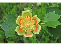 <p><span>Liriodendron tulipifera / Tuliptree</span></p>