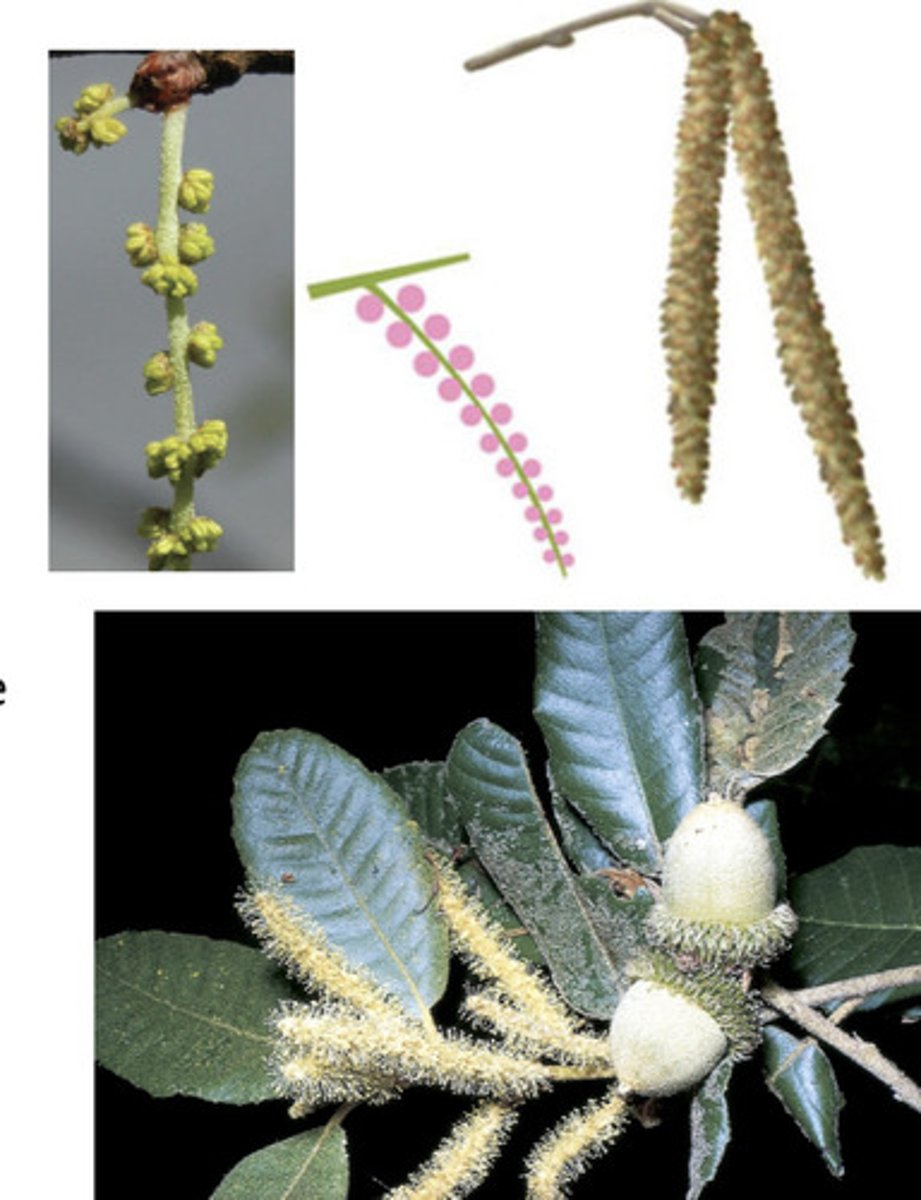 <p>A pendant spike with apetalous unisexual (imperfect) flowers - typically has staminate flowers- also called an ament</p>
