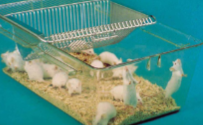 <p>Female mice can be housed together in pairs or groups as well as males of the same litter</p>
