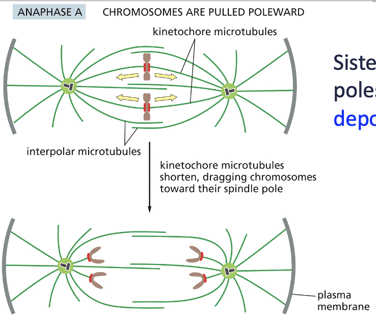 <p>• Anaphase A:</p><p class="p2">• Sister chromatids move towards spindle poles.</p><p class="p2">• Kinetochore microtubules depolymerise (shorten) at + ends, pulling chromatids apart.</p>