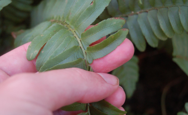 <p>evergreen, larger pinnae, scaled</p>