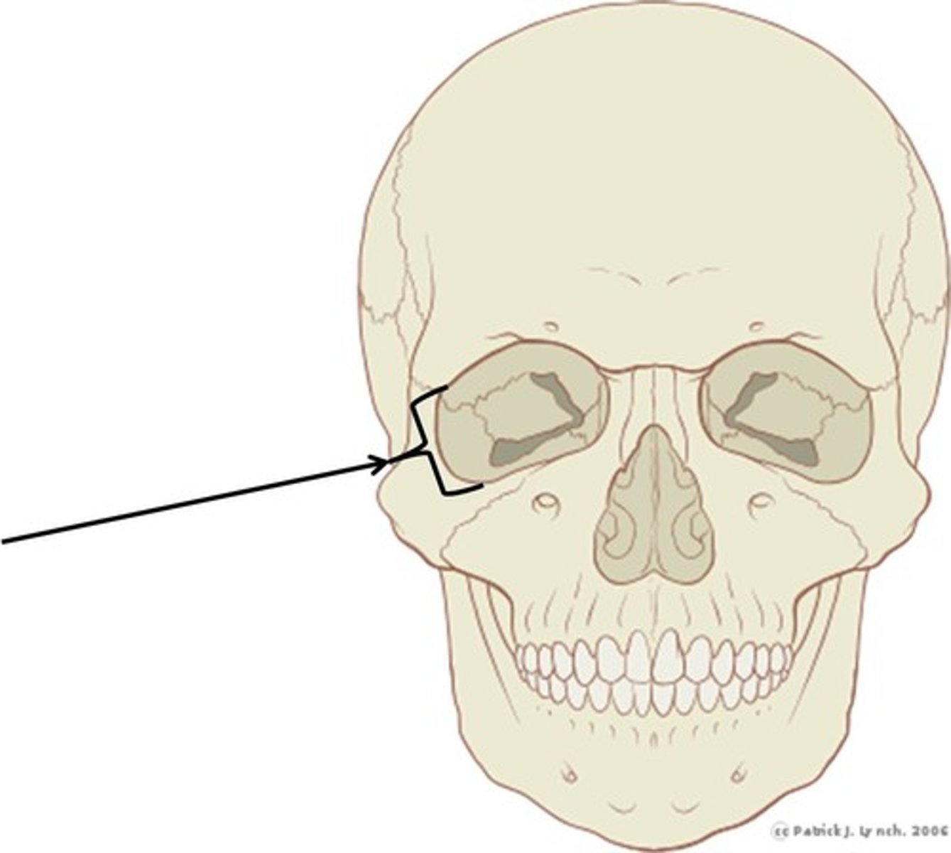 <p>eye socket</p>