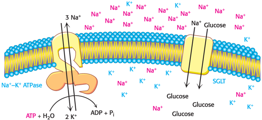 <p>…<span>symporter that is powered by Na</span><sup><span>+</span></sup><span> ions moving down a concentration gradient.</span></p>