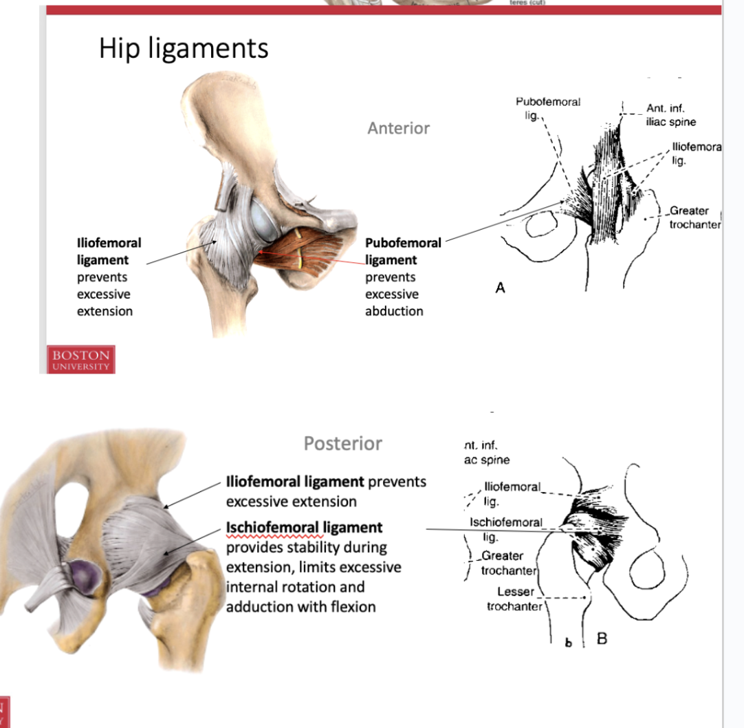 <p>Anterior</p><ul><li><p>iliofemoral (also posterior)</p><ul><li><p>prevents excesive extension</p></li></ul></li><li><p>pubofemoral </p><ul><li><p>precents excessive adduction</p></li></ul></li></ul><p>posterior</p><p>ischiofemoral</p><ul><li><p>provides stability during etension and limits excessive intrnal rotation and adduction with flexion </p></li></ul><p></p>
