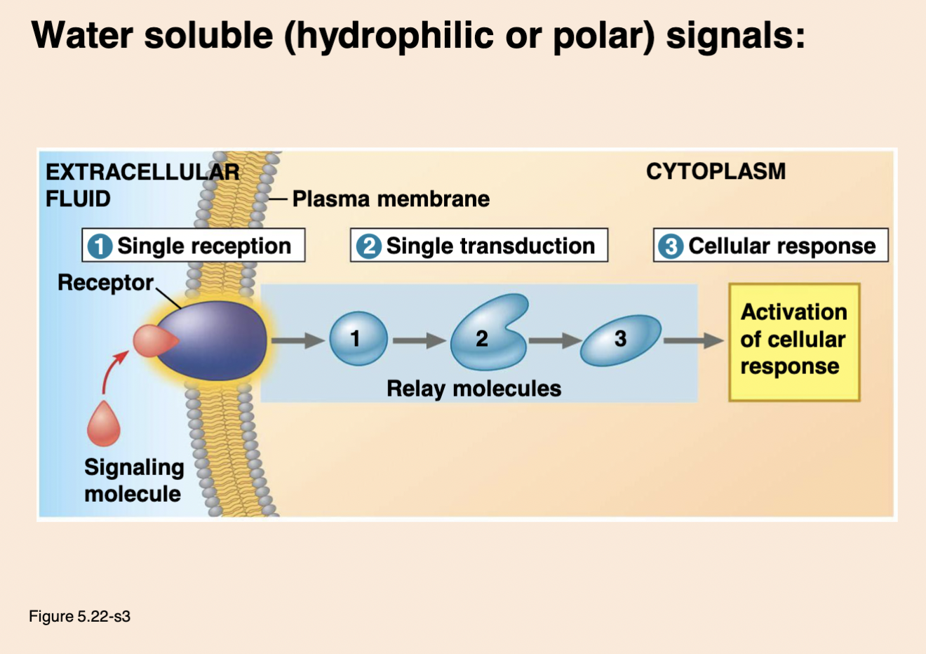 * polar (or charged)
* hydroPHILIC (water soluble) - require a CHANNEL protein to enter cell