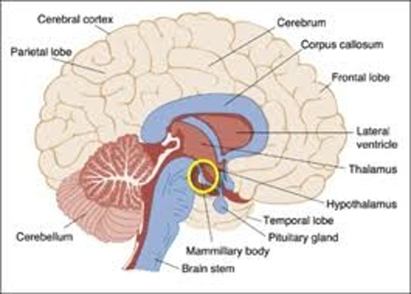 <p>Gross structure:</p><p>- Brain stem</p><p>- Midbrain</p><p>- Cerebral cortex</p><p>- Cerebellum</p><p>Dorsal = top of brain</p><p>Ventral = bottom of brain</p><p>Anterior = front of brain</p><p>Posterior = back of brain</p>