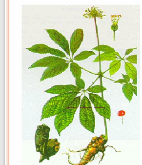 <p>Panax notoginseng</p><p>Panax pseudo-ginseng</p><p>Araliaceae (họ Nhân sâm)</p>