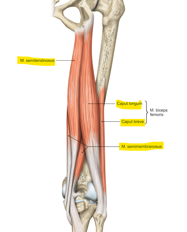 <p>Hamstrings</p><ul><li><p>m. biceps femoris caput breve</p></li><li><p>m. biceps femoris caput longum</p></li><li><p>m. semitendinosus</p></li><li><p>m. semimembranosus</p></li></ul><p></p>