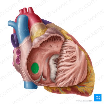 <ul><li><p>shallow depression on the interatrial septum, which is the remnant of the <strong>foramen ovale</strong> in the fetus</p></li></ul><p></p>