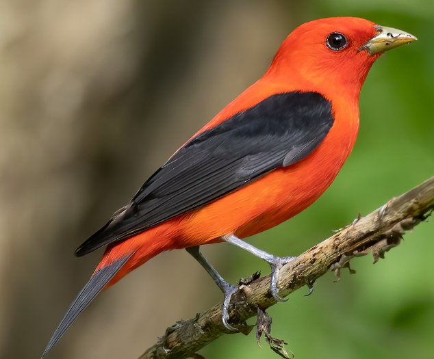 <p>What bird is this? </p>