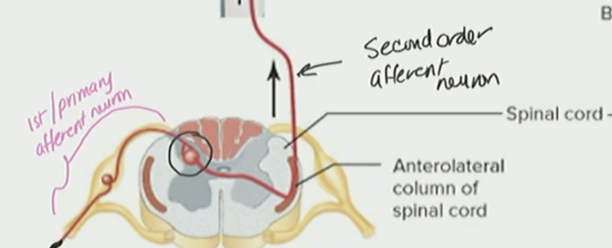 <p>Secondary Order Afferent Neuron</p>