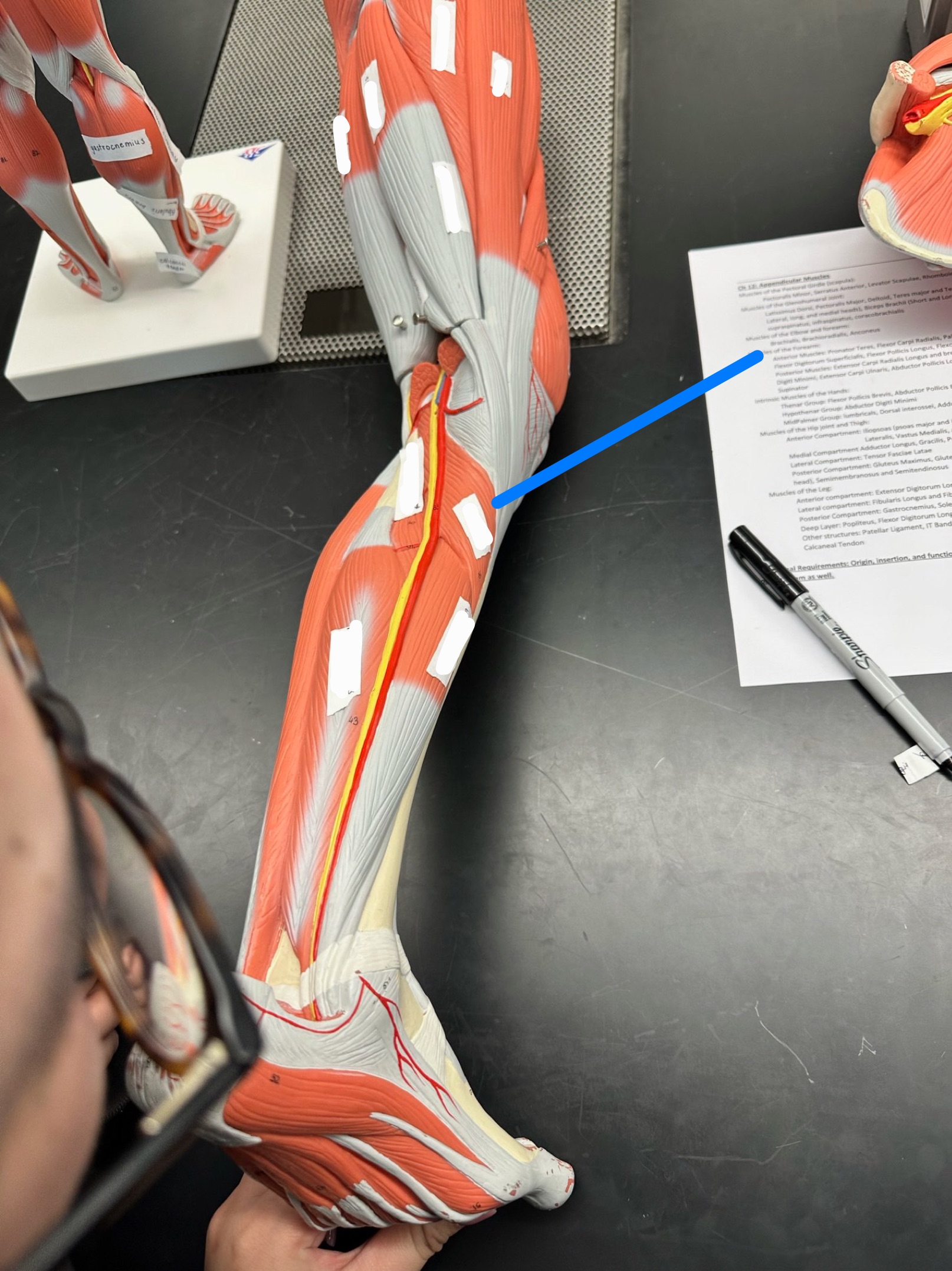 <p>ID muscle</p>