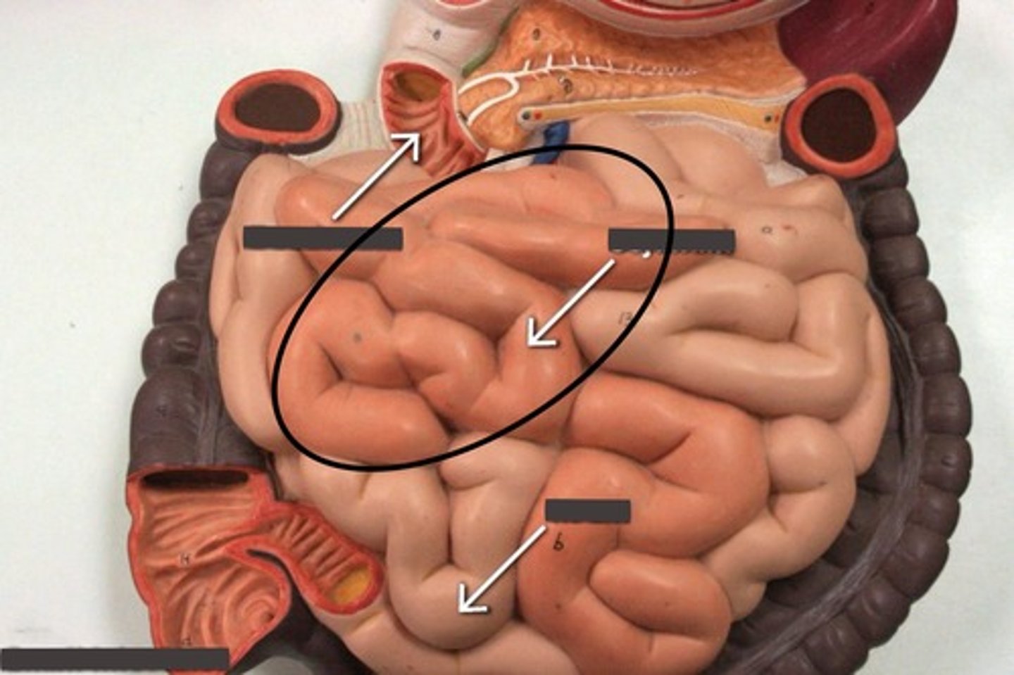 <p>Darker region of small intestine</p>