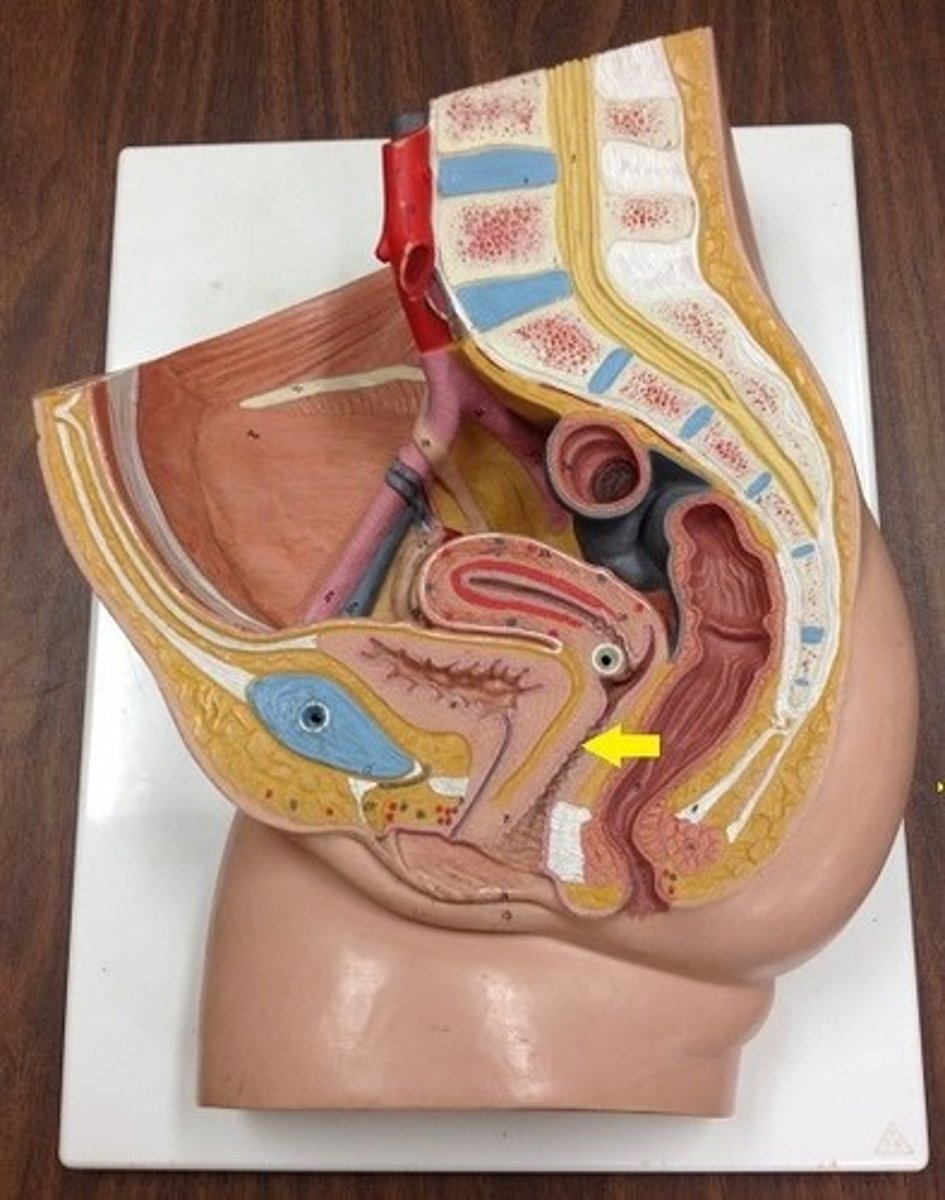 <p>Identify the passageway.</p>