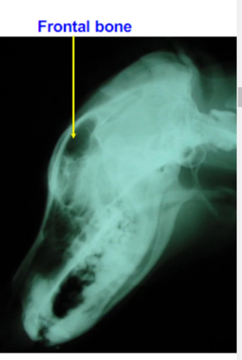 <p>-Not a shape classification, but a characteristic of some flat bones of the skull in domestic mammals</p><p>-Excavated to contain air-filled spaces</p><p>-In mammals, these are confined to the skull and contain the paranasal sinuses</p>