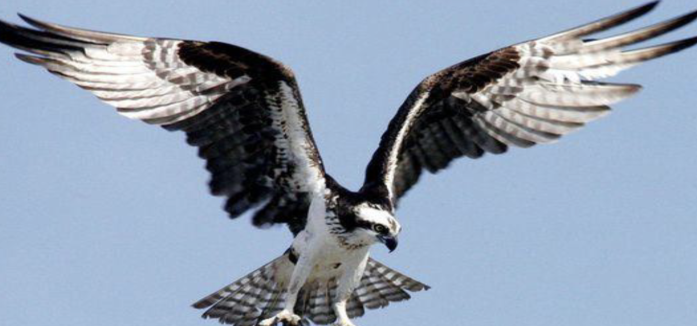 <p>what is this bird </p>