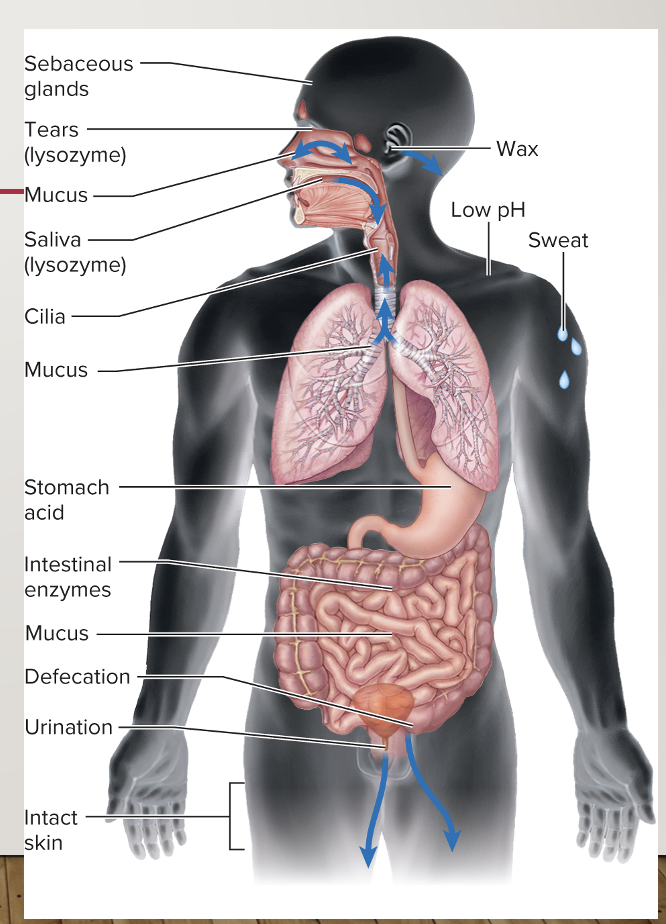 <p>Physical, microbiota, and chemical barriers that impede the entry of microbes and foreign agents, whether living or not (inborn, nonspecific)</p>