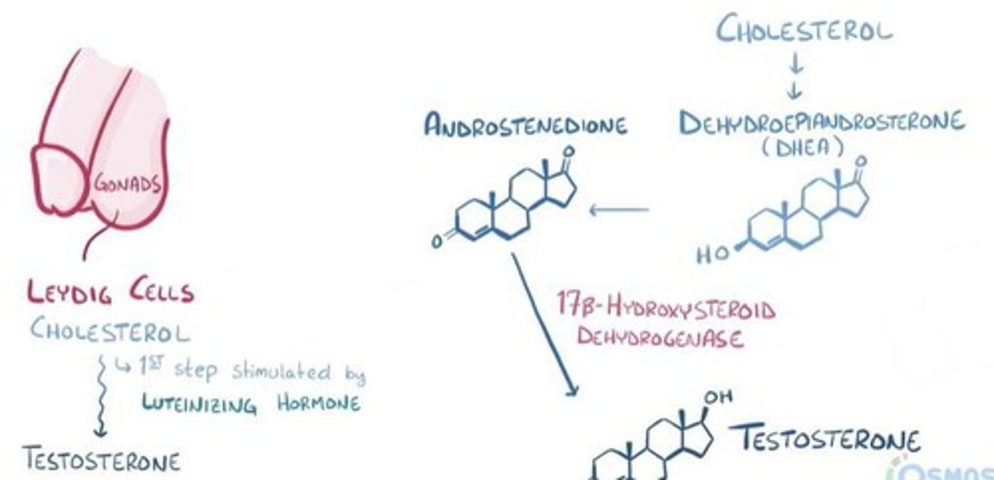 <p>Testosterone is synthesized from cholesterol in Leydig cells, stimulated by LH.</p>