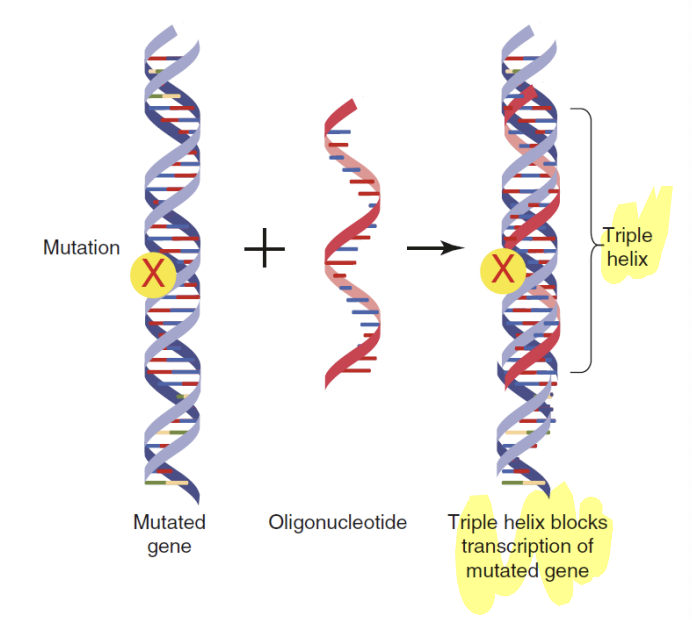 <p>prevent transcription by binding to DNA helix</p>