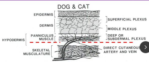 <p><span>Surgical Considerations for the skin</span></p>