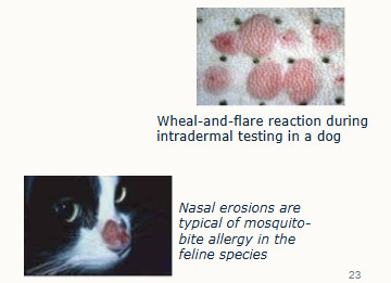 <ol><li><p>irritation of nerve endings leading to itching/pain</p></li><li><p>‘flare and wheal’ reaction - bumps and redness immediately following a mosquito bits/allergy testing (can happen after seconds)</p></li></ol><p></p>