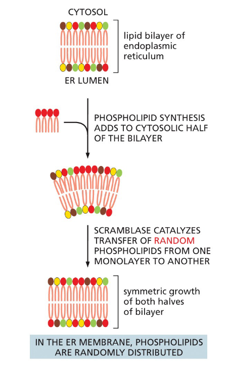 <ul><li><p>Made in the smooth endoplasmic reticulum.</p></li><li><p> New phospholipids are added to the side of the bilayer that is facing the cytosol. S</p></li><li><p>cramblases (transporter protein) randomly and with no ATP, will then move enzymes from one monolayer to another. </p></li></ul><p></p><ul><li><p>Goes from ER to Golgi</p></li><li><p>Filppases (in)  then move certian phospholipids from noncytosolic monolayer and flip them to the cytosolic side</p></li><li><p>This curves the bilayer, making asymmetrical sides</p></li></ul><p></p>