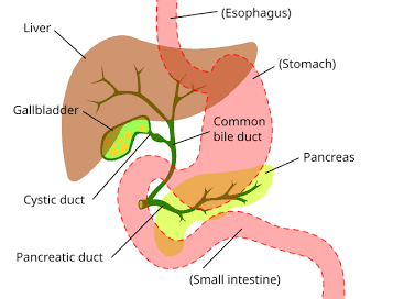 <p>Bile</p>