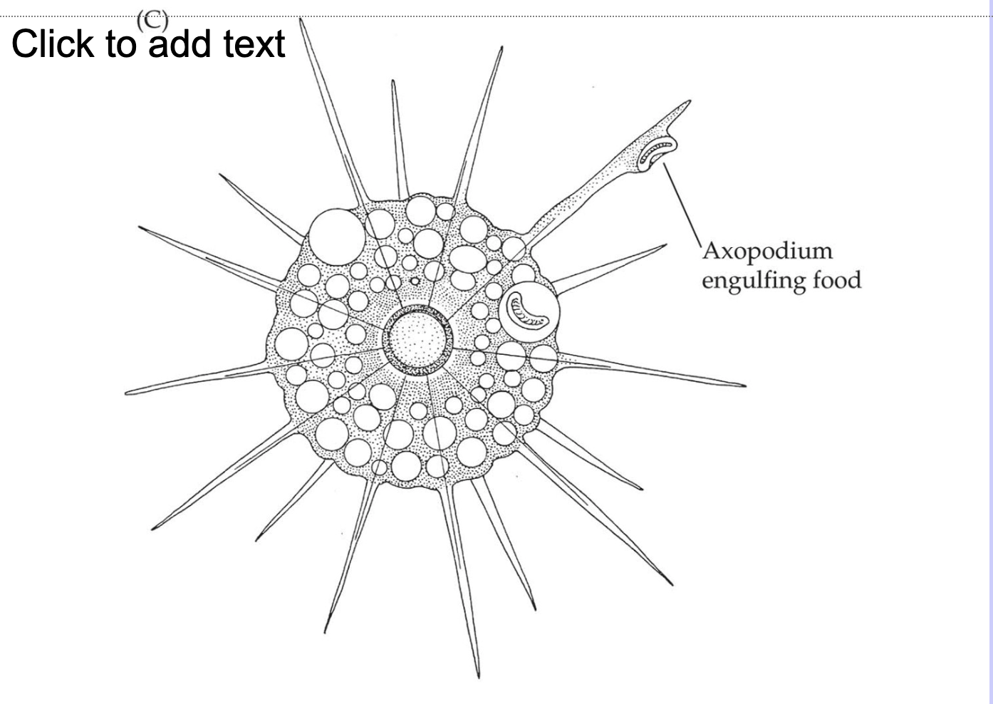 <ul><li><p>Silica skeletons, axopodia for prey capture.</p></li><li><p>Marine, pelagic; shells form radiolarian ooze.</p></li></ul><p></p>