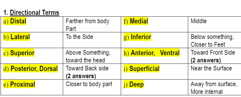 <p>Directional Terms</p>