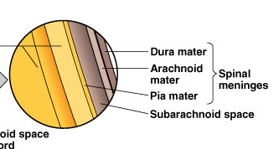 <p>outer: dura mater</p><p>middle: arachnoid mater</p><p>inner: pia mater</p>