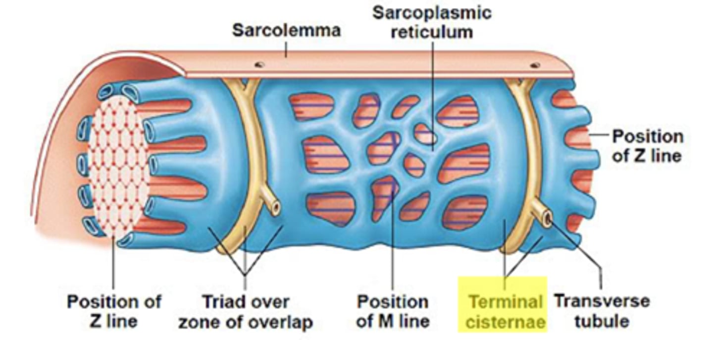 <p>-Dilated end-sacs of SR which cross the muscle fiber from one side to the other</p><p>-store calcium; release calcium to activate contractions</p><p>-enlarged areas of the sarcoplasmic reticulum surrounding the transverse tubules.</p>