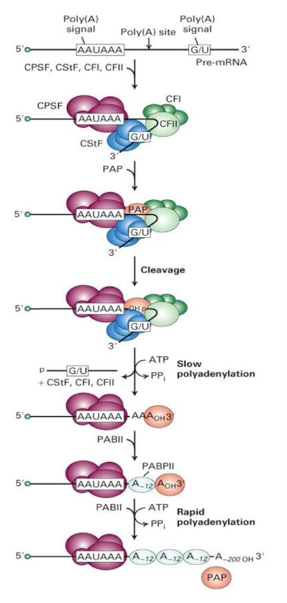 <p><strong>It involves the addition of a poly(A) tail to the 3' end of pre-mRNA, by the addition of up to 200 adenosines</strong></p><ul><li><p><strong>Occurs at poly A site flanked by 2 conserved sequence elements:</strong></p></li></ul><ol><li><p><strong>AAUAAA in 3’ UTR</strong></p></li><li><p><strong>GU-rich signal sequence</strong></p></li></ol><p>*Most eukaryotic mRNA have poly A tail <u>EXCEPT histone mRNAs </u></p>