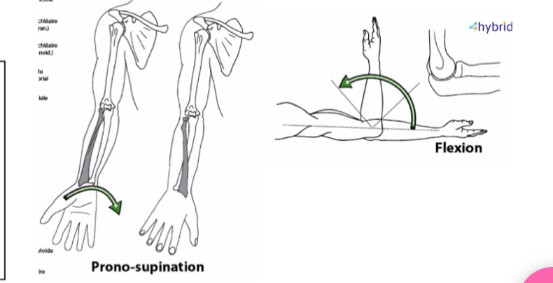 <p>prono-supination (orientation de la main dans l’espace)</p>